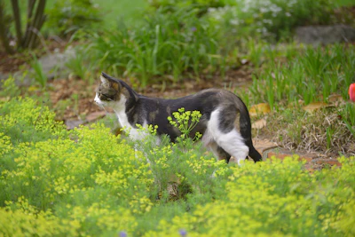 A rescued cat exploring a garden filled with blooming flowers.