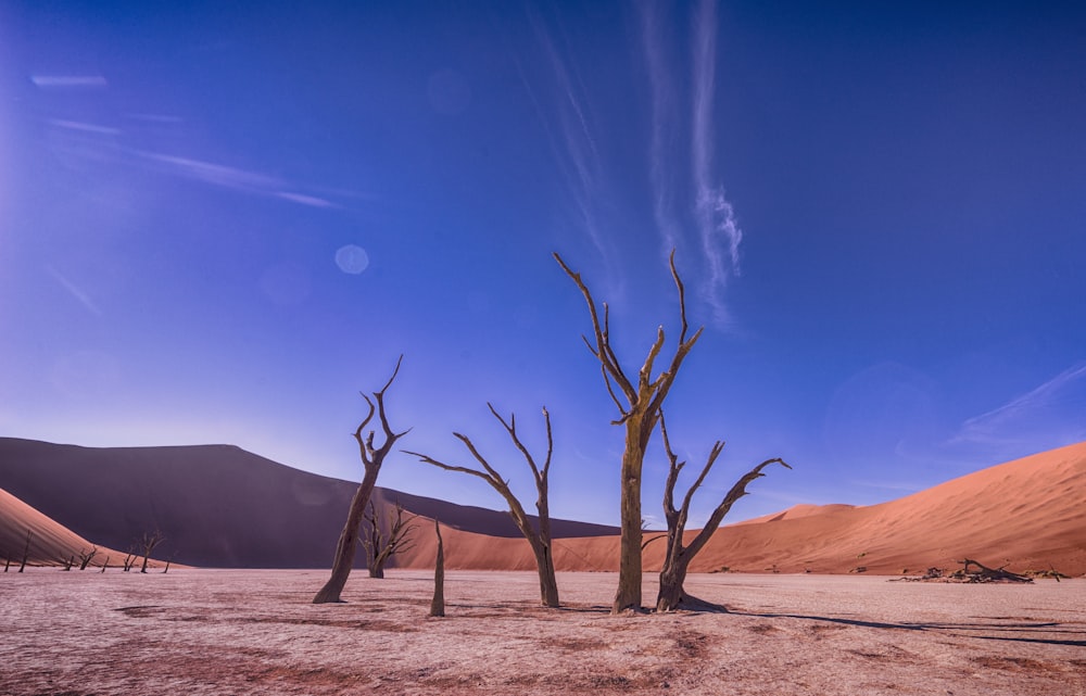 bare trees on desert