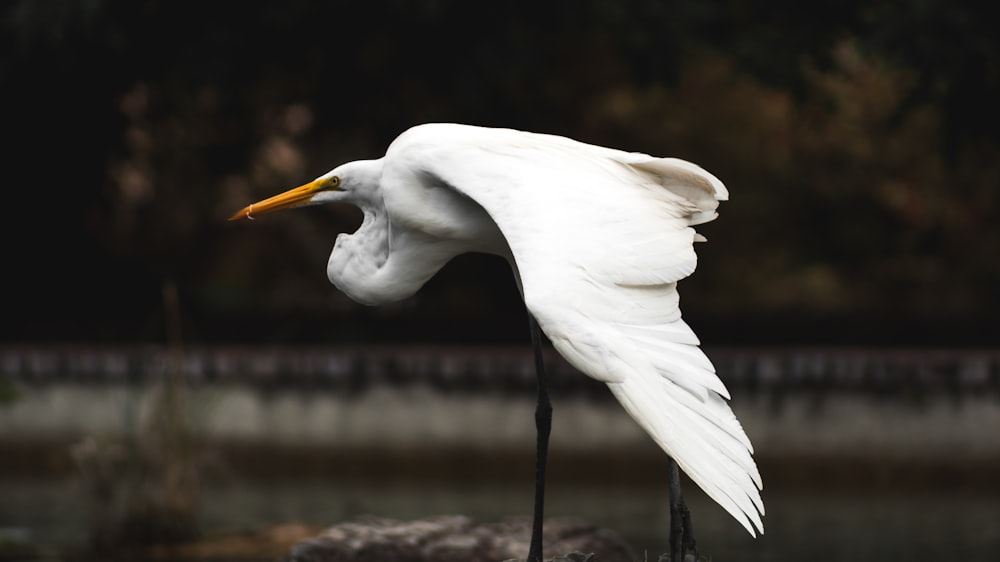 weißer langbeiniger Vogel auf Stein