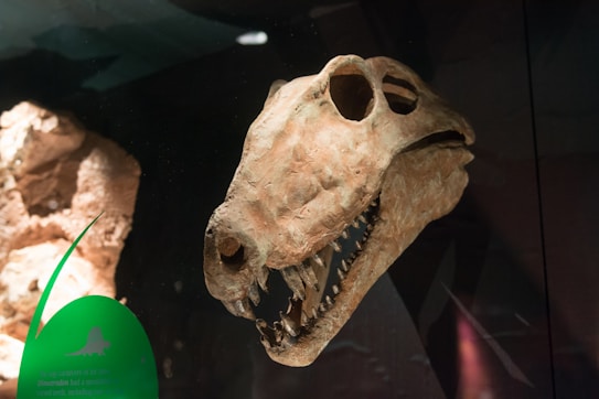A dinosaur skull with large eye sockets and sharp teeth is displayed behind glass. The texture of the bone appears rough and fossilized, with a pale brown coloration. There is a dim museum-like lighting environment.