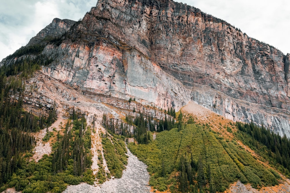 trees beside mountain cliff