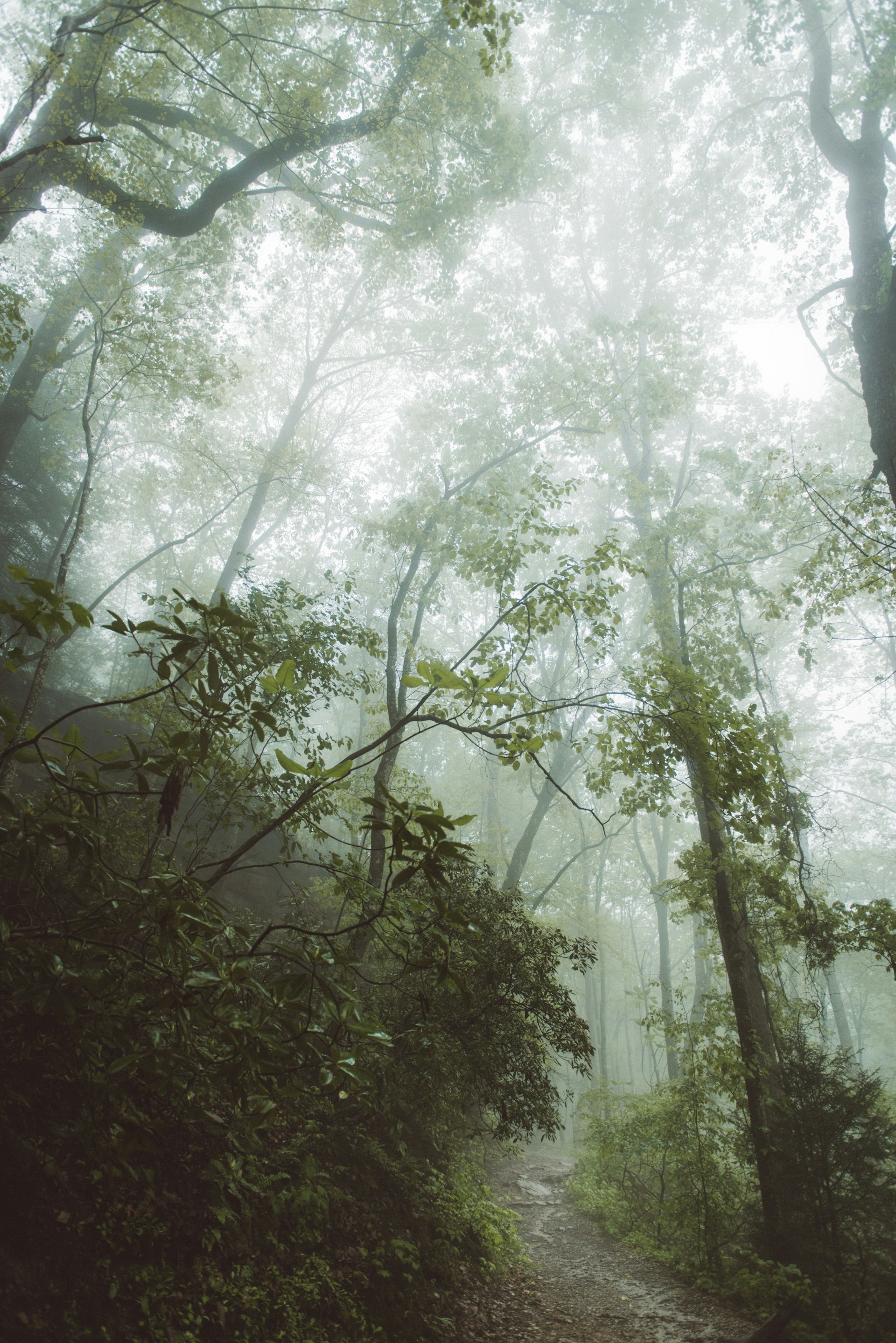 gray computer monitor