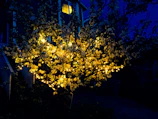 Delicate tree lighting illuminating an outdoor evening event.