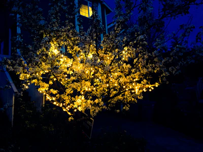 Delicate tree lighting illuminating an outdoor evening event.