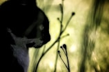 A silhouette of a cat is seen against a blurred green background, creating an artistic and moody effect. Delicate plants with small buds are visible in the foreground.