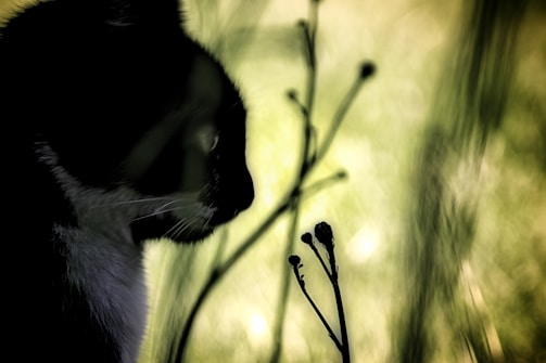 A silhouette of a cat is seen against a blurred green background, creating an artistic and moody effect. Delicate plants with small buds are visible in the foreground.