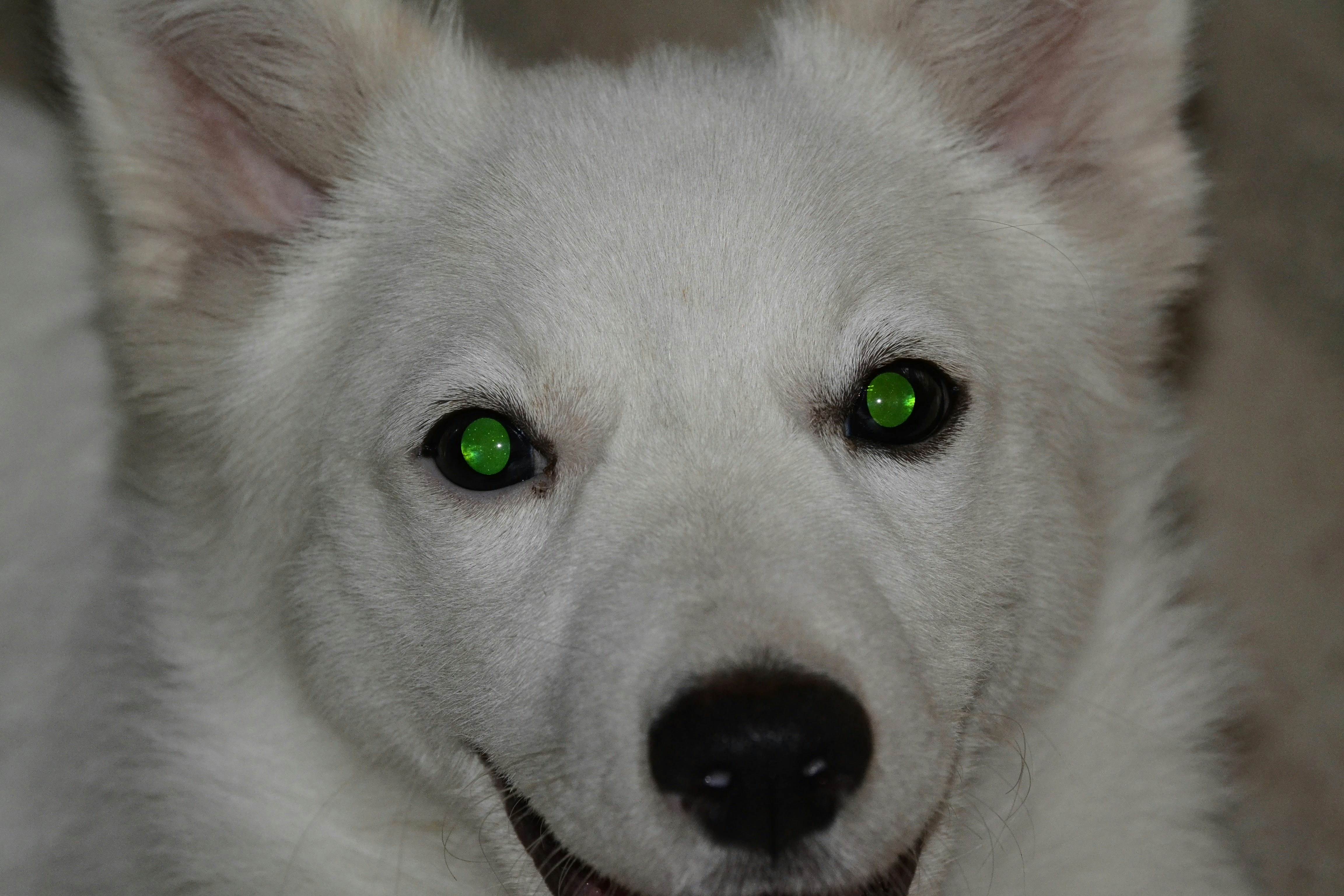 Free Unsplash photo from krishnan unni