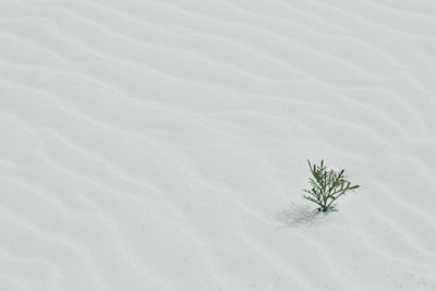 green tree on sand pure zoom background