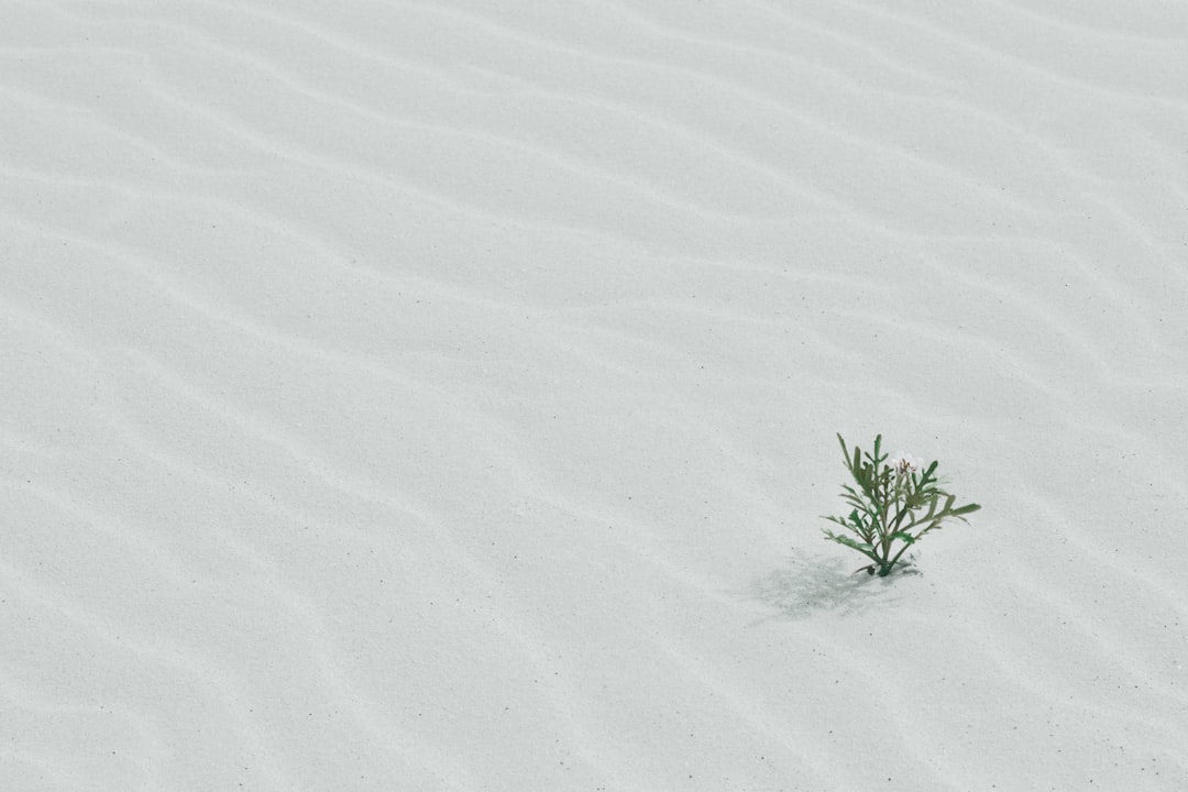 green tree on sand, Fuerteventura plant in sand