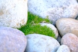 A collection of smooth, round stones in various shades of gray and beige is interspersed with patches of vibrant green grass. The stones appear weathered, with natural textures and slight variations in color, contrasting with the fresh, lively appearance of the grass.