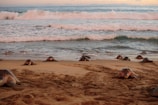 Volunteers releasing baby turtles into the ocean at sunset on a sandy beach.