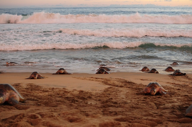 Volunteers releasing baby turtles into the ocean at sunset on a sandy beach.