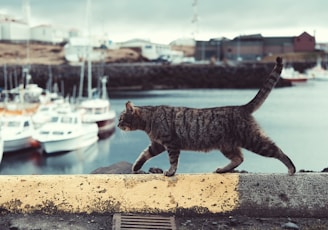 tabby cat on ledge