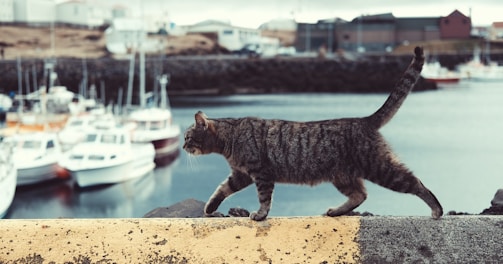 tabby cat on ledge