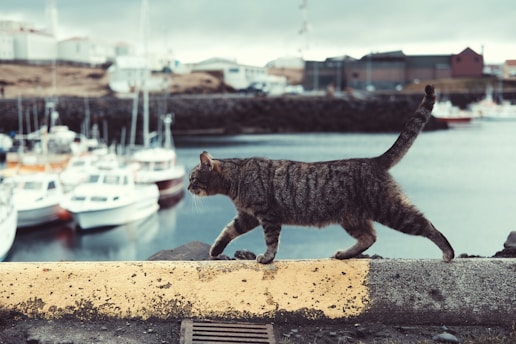 tabby cat on ledge
