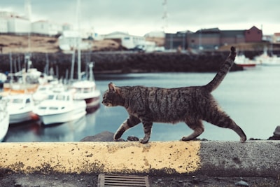 tabby cat on ledge