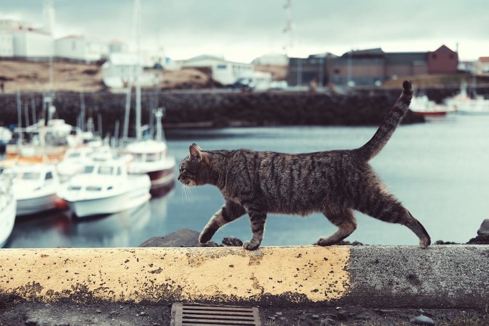 getigerte Katze auf Felsvorsprung