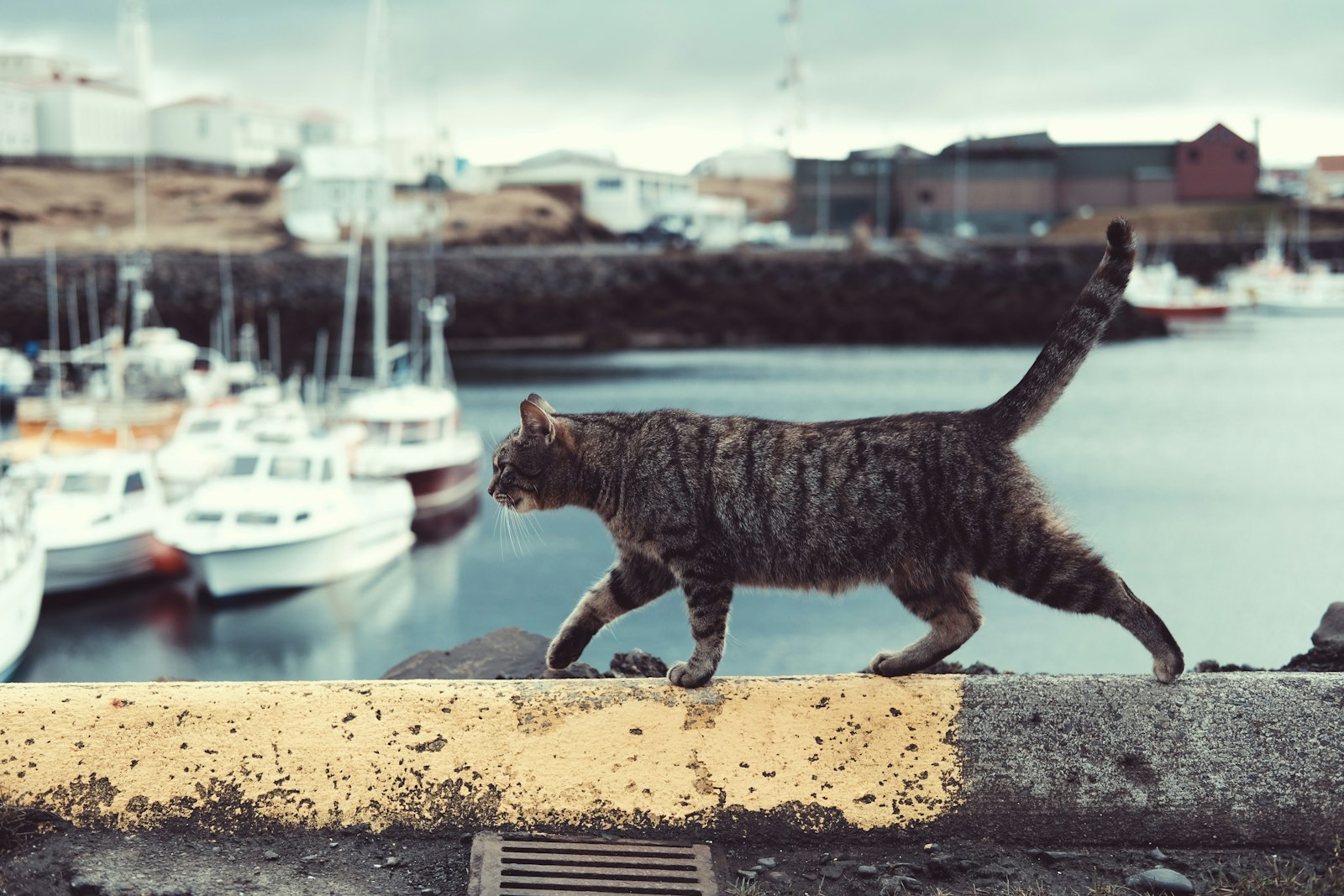 Fujifilm X-Pro2 sample photo. Tabby cat on ledge photography