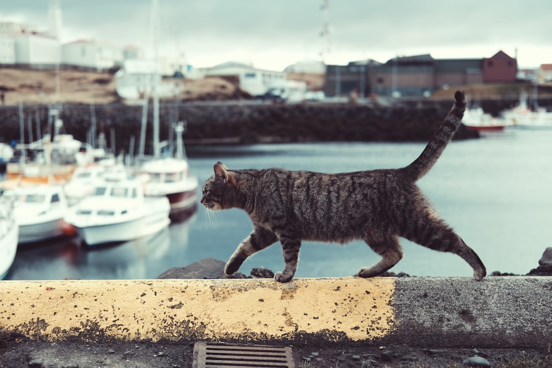 tabby cat on ledge, Cat in a bay