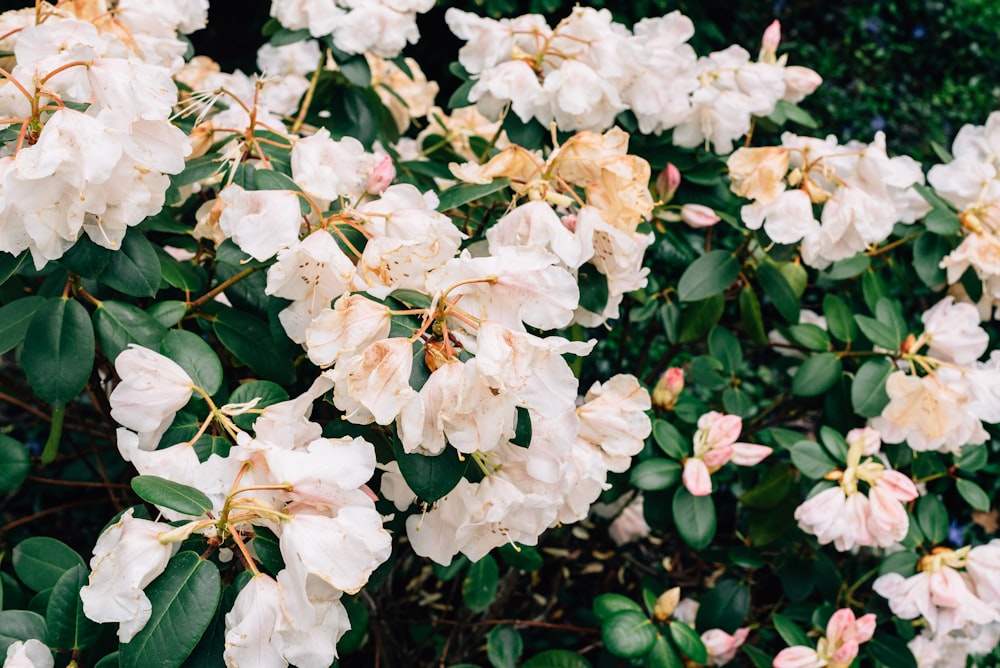 Makrofotografie von blühenden weißen Rosenblüten