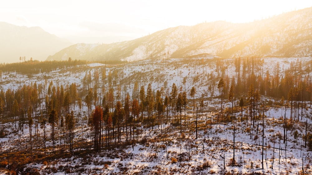 forest during winter and day