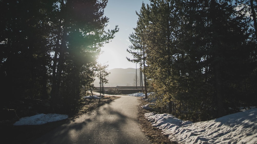 blacktop road between green pine trees