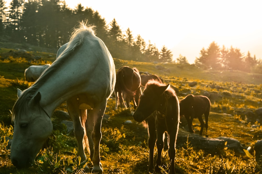 horses eating grass