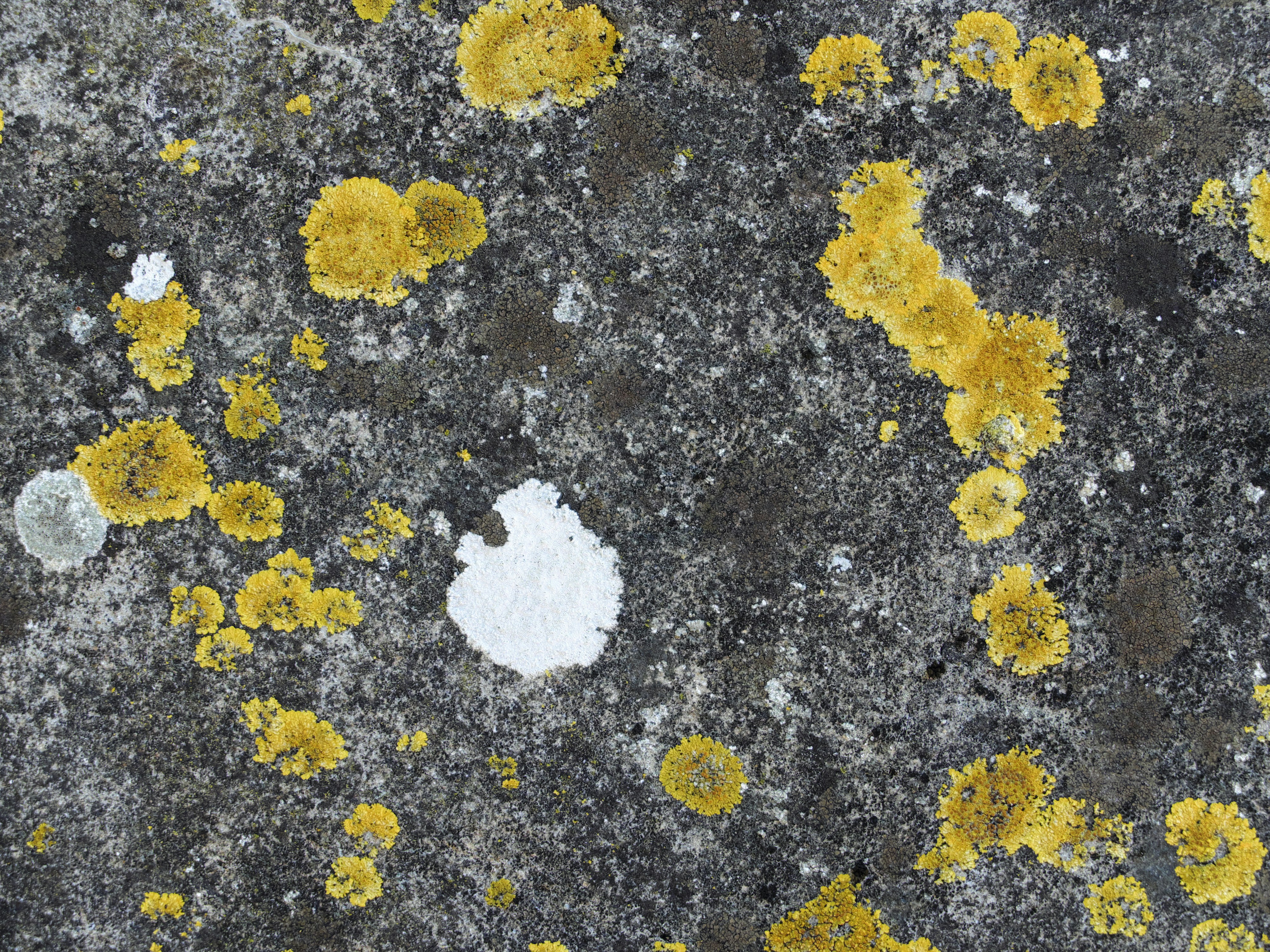 Free Unsplash photo from Miguel A. Amutio