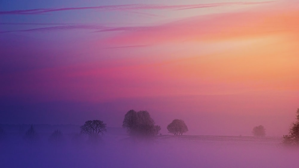 Alberi coperti di nebbia con un tramonto viola sopra la testa.