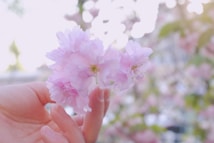 A delicate pink cherry blossom held gently between fingers, with a soft, blurred background of similar blossoms and green foliage. The image conveys a sense of tranquility and the fleeting beauty of nature.