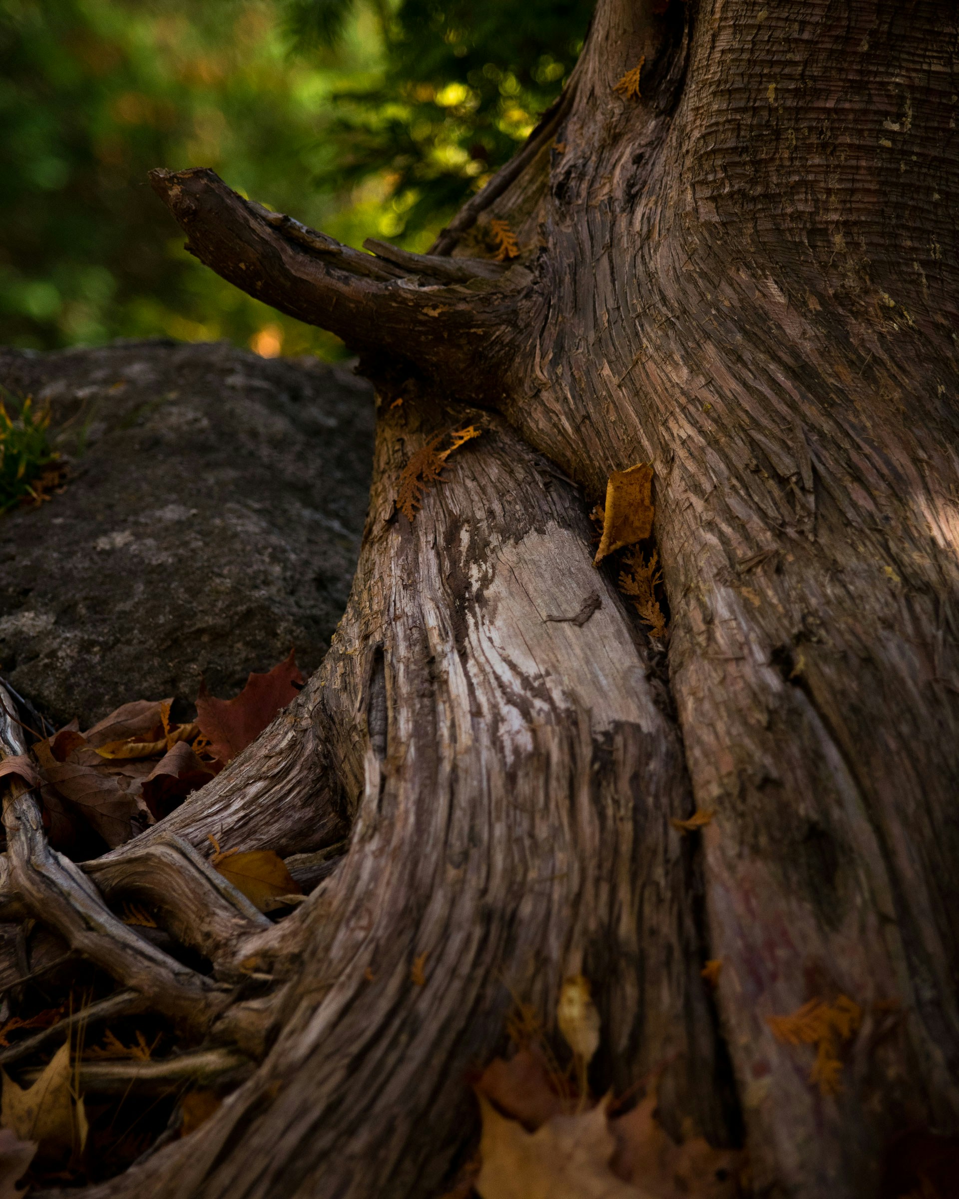 Free Unsplash photo from Alain Pham