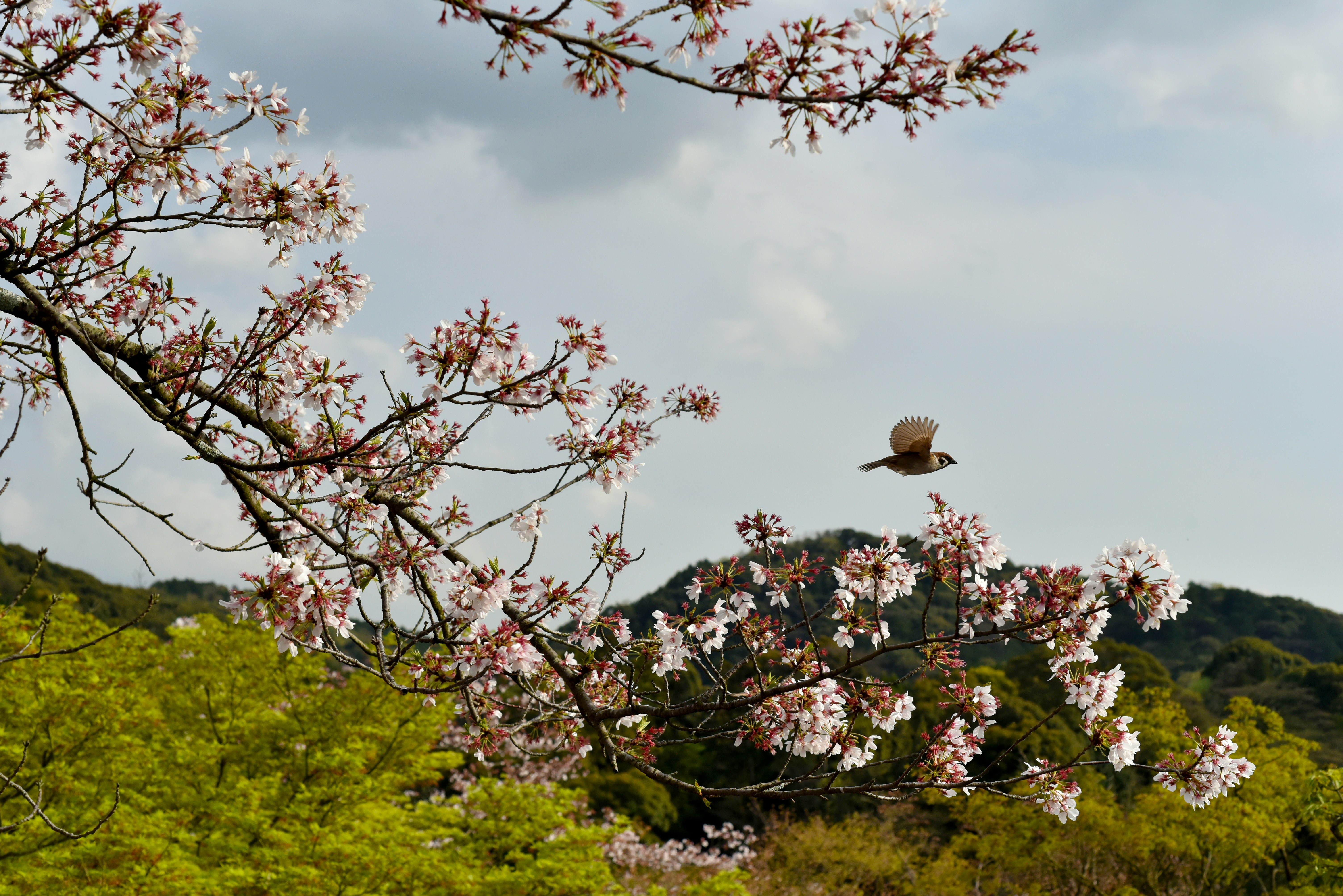 Free Unsplash photo from Alain Pham