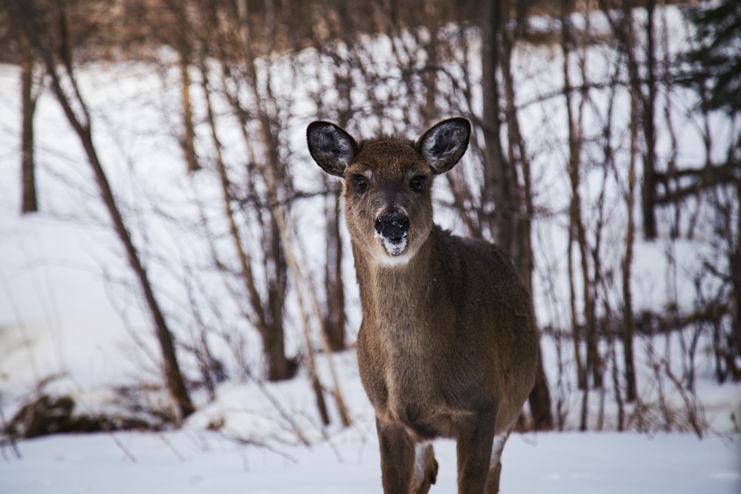 Wildlife photo spot Mont-Tremblant Parc Omega