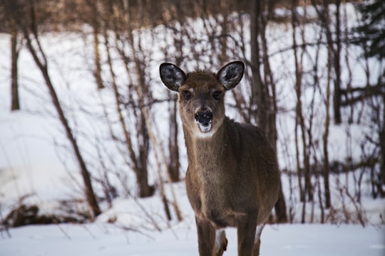 brown reindeer in Mont-Tremblant Canada