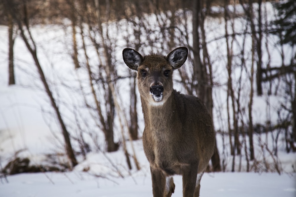 brown reindeer