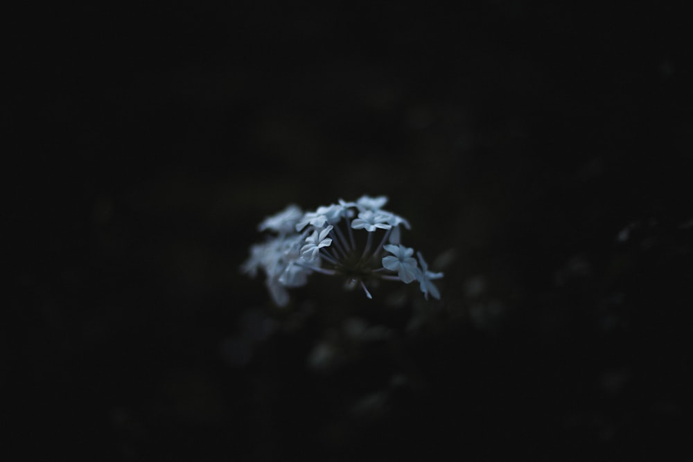 white petaled flower in dark room