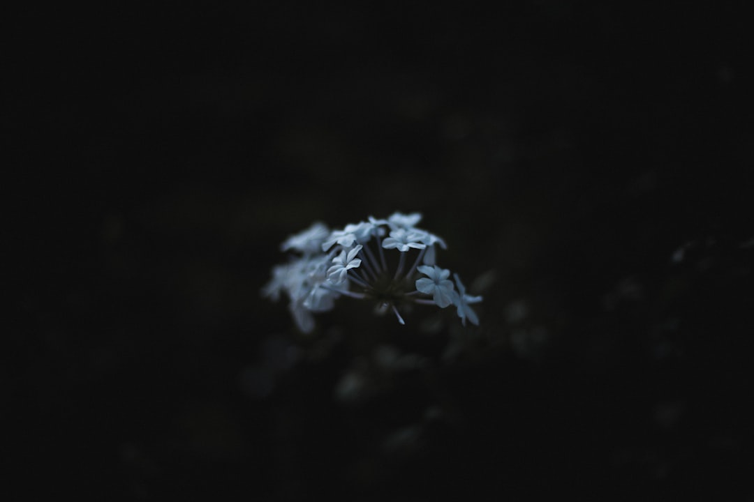 white petaled flower in dark room