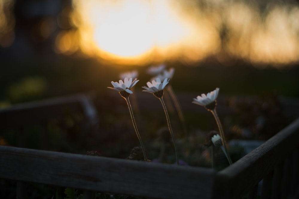 close-up photo of white gerbera flowers