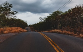 black concrete road between trees at daytime
