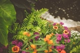 green and purple flowers