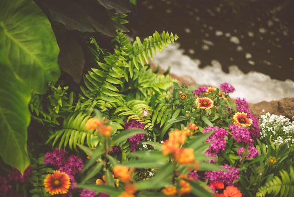 fleurs vertes et violettes