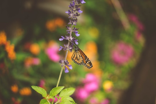 selective focus photo of brown, white, and black butterfly sipping nectar on purple flower in Orlando United States