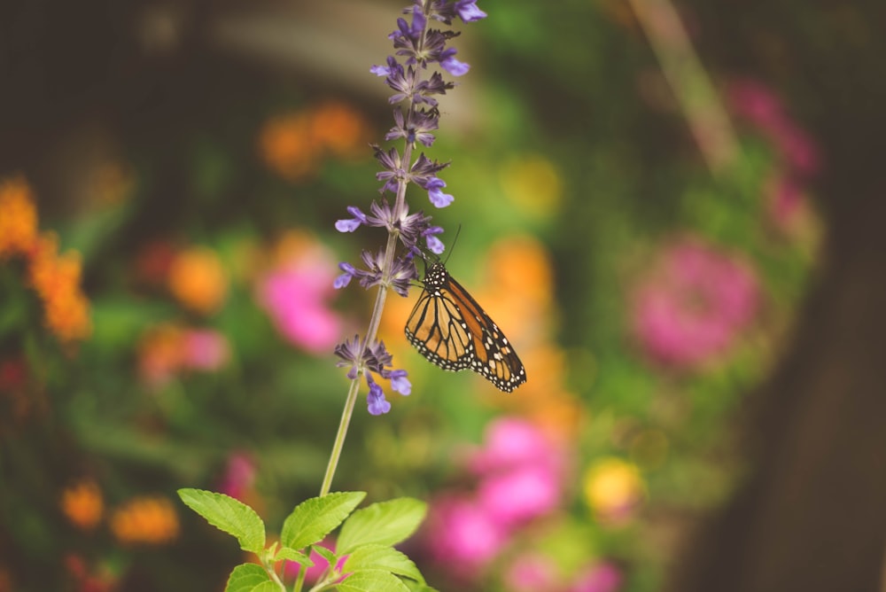 selective focus photo of brown, white, and black butterfly sipping nectar on purple flower