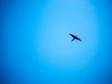 A Bulik bird mid-flight, wings spread wide against a clear sky.