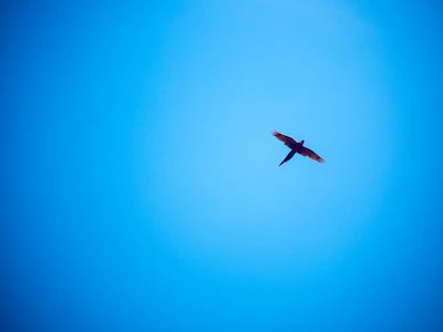Bird mid-flight between two perches spaced 4 feet apart, wings fully extended.