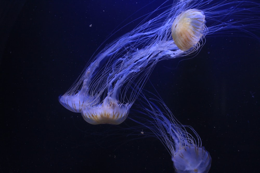 medusas nadando bajo el agua