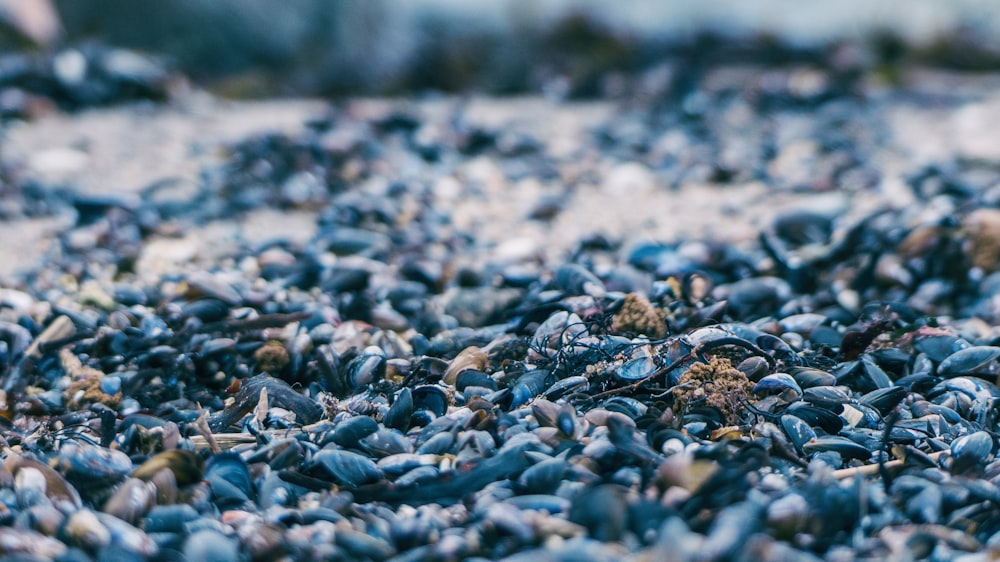 selective focus photography of pebbles
