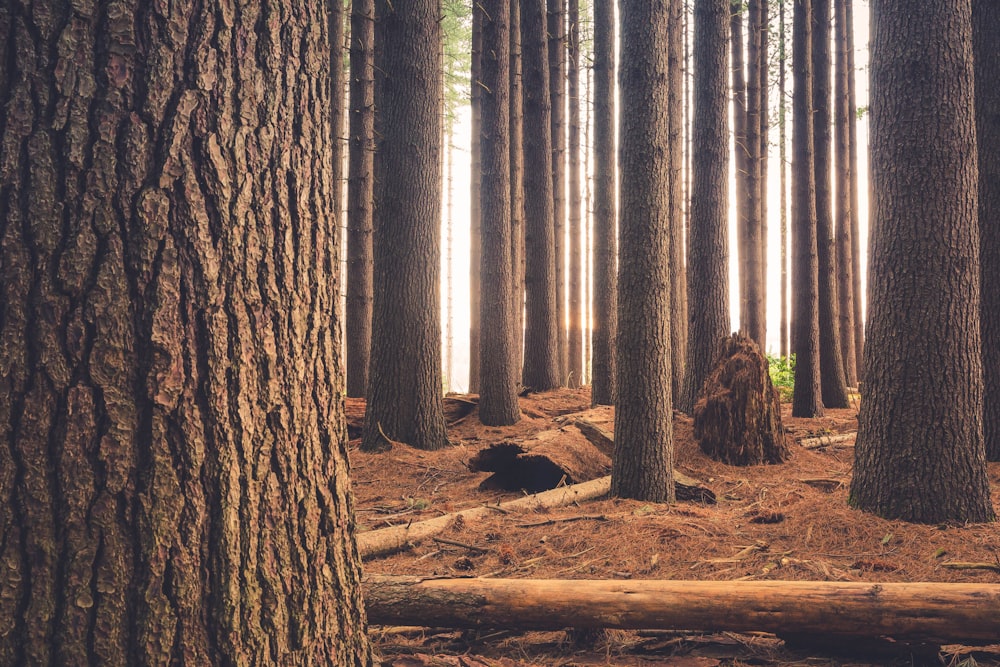 brown log surrounded with trees