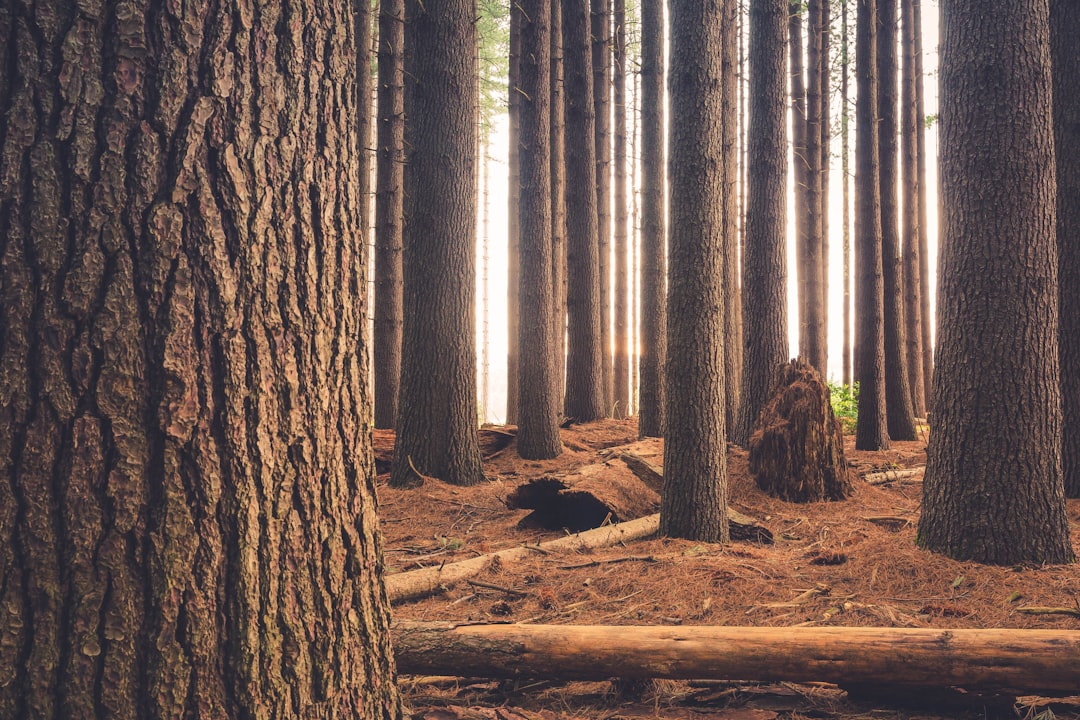 photo of Laurel Hill Forest near Paddys River Falls Road