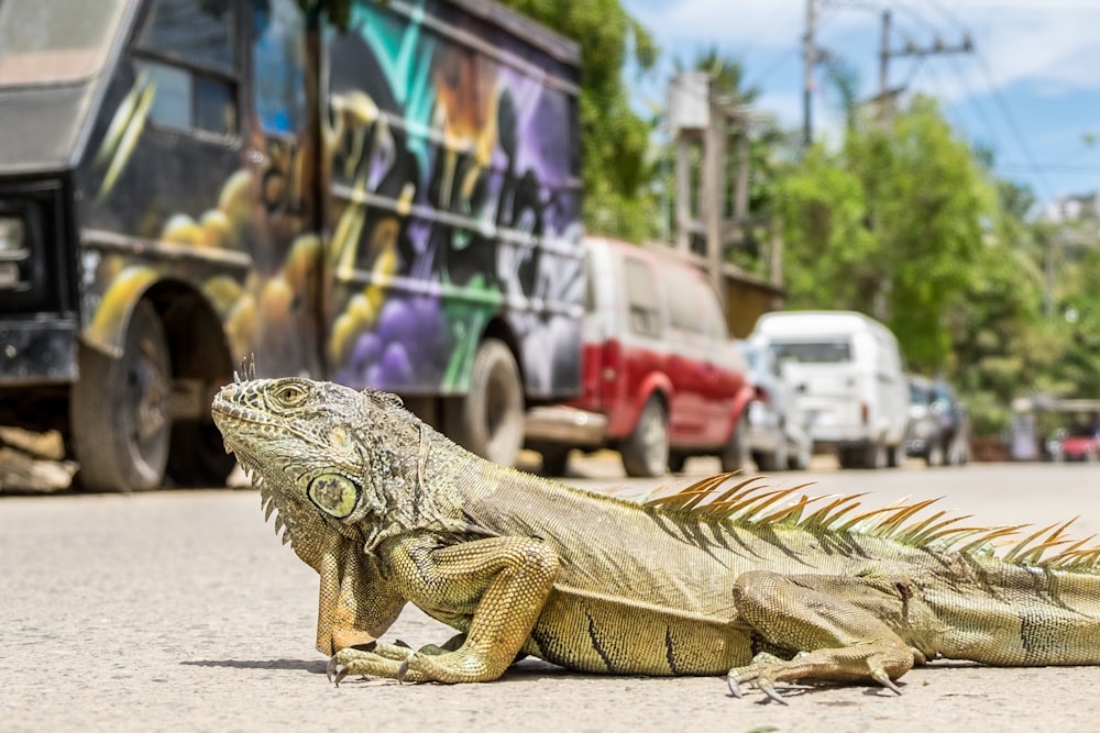 brown bearded dragon